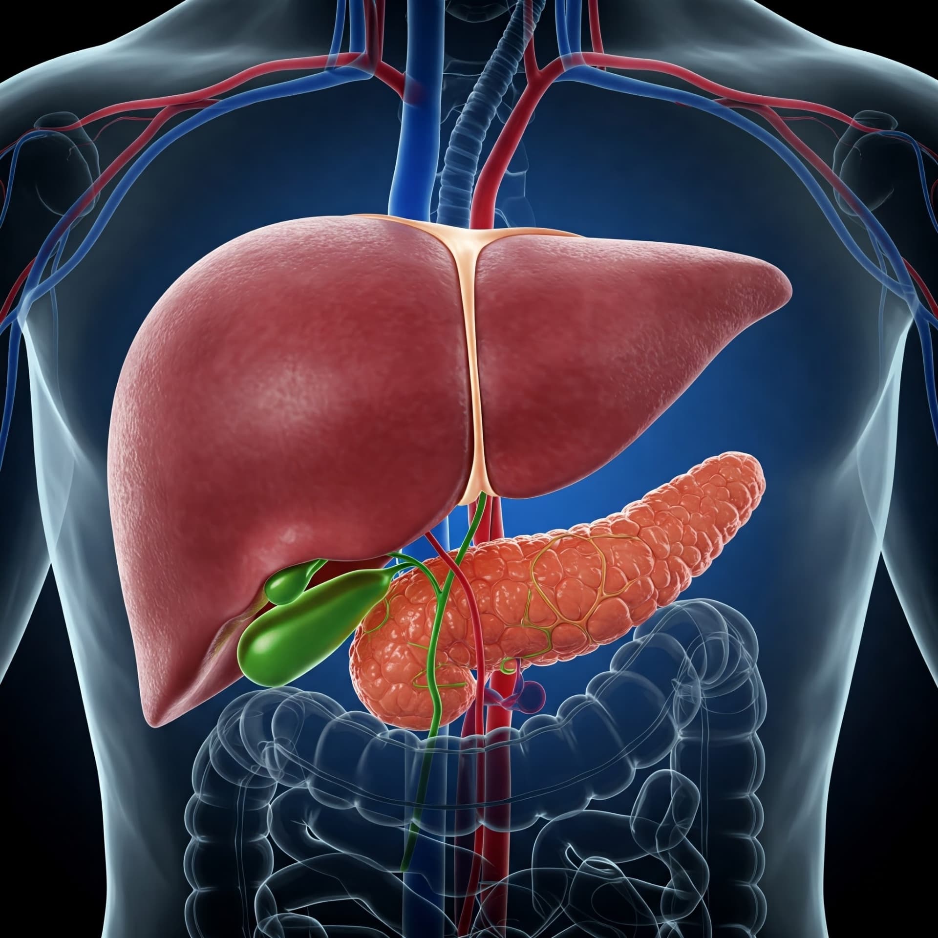 Liver and biliary system anatomy showing the liver, gallbladder, and pancreas